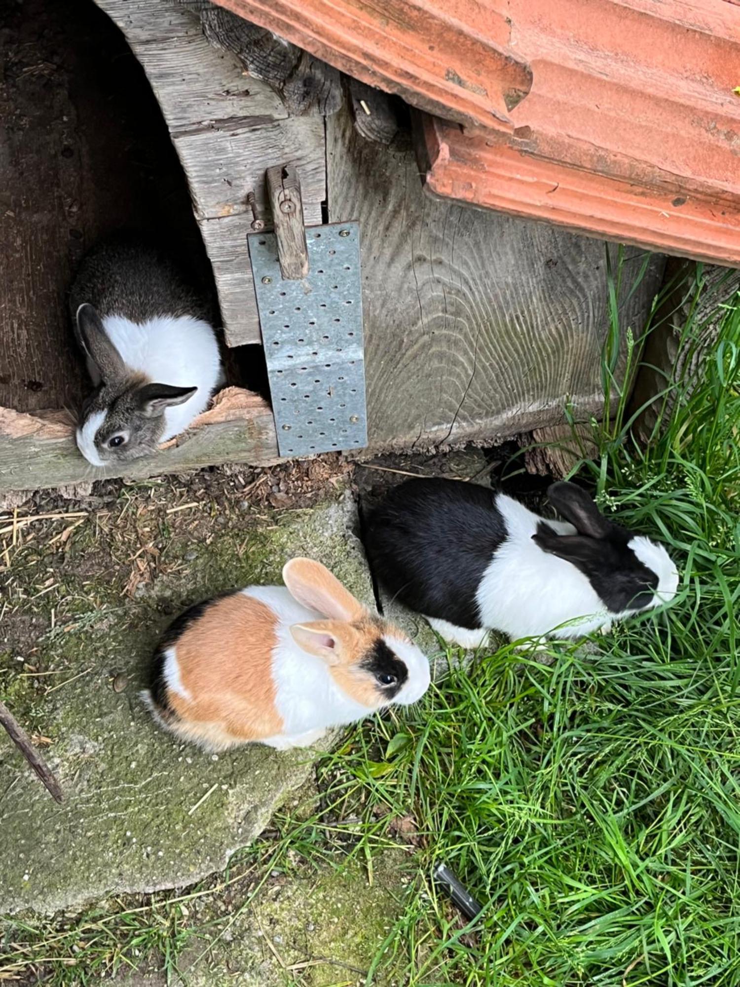 Ferienwohnung Auf Bauernhof Mit Hotpot Und Sauna Sumiswald Dış mekan fotoğraf